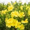 Halimium 'April Sun' In 2L Pot -Yougarden Shop 510840