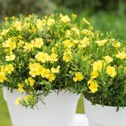 Halimium 'April Sun' In 2L Pot -Yougarden Shop 510840 2