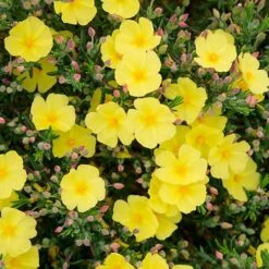 Halimium 'April Sun' In 2L Pot -Yougarden Shop 510840 3