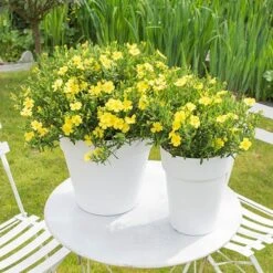 Halimium 'April Sun' In 2L Pot -Yougarden Shop 510840 4
