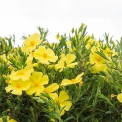Halimium 'April Sun' In 2L Pot -Yougarden Shop 510840 5