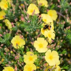 Halimium 'April Sun' In 2L Pot -Yougarden Shop 510840 6