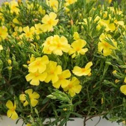 Halimium 'April Sun' In 2L Pot -Yougarden Shop 510840 7