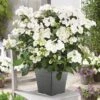 Hydrangea 'Runaway Bride' -Yougarden Shop 510841