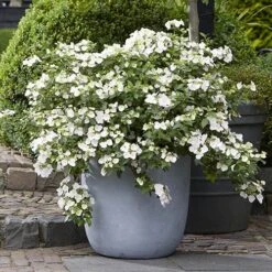 Hydrangea 'Runaway Bride' -Yougarden Shop 510841 2