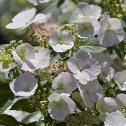 Hydrangea 'Runaway Bride' -Yougarden Shop 510841 3