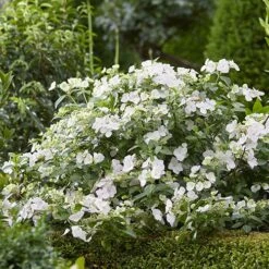 Hydrangea 'Runaway Bride' -Yougarden Shop 510841 4