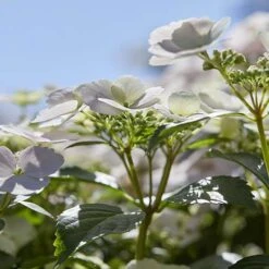 Hydrangea 'Runaway Bride' -Yougarden Shop 510841 5