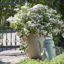 Hydrangea 'Runaway Bride' -Yougarden Shop 510841 6