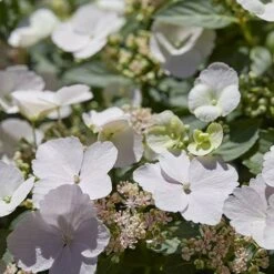 Hydrangea 'Runaway Bride' -Yougarden Shop 510841 7