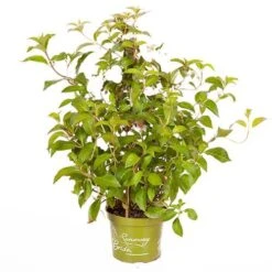 Hydrangea 'Runaway Bride' -Yougarden Shop 510841 8