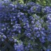 Californian Lilac Ceanothus Thyrsiflorus Var. Repens 2 Californian Lilac Ceanothus Thyrsiflorus Var. Repens -Yougarden Shop 510886