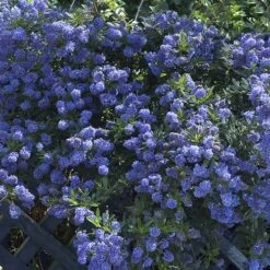 Californian Lilac Ceanothus Thyrsiflorus Var. Repens