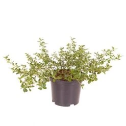 Californian Lilac Ceanothus Thyrsiflorus Var. Repens -Yougarden Shop 510886 2