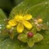 Hypericum 'Miracle Attraction' -Yougarden Shop 510890