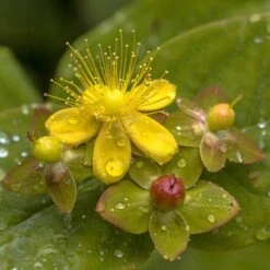 Hypericum 'Miracle Attraction'