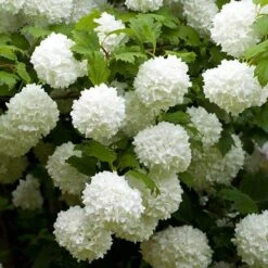 Snowball Tree Viburnum Opulus 'Roseum'
