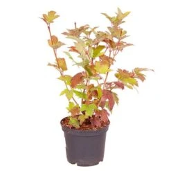 Snowball Tree Viburnum Opulus 'Roseum' -Yougarden Shop 510895 2