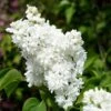 French Lilac Syringa Vulgaris ?Madame Lemoine' -Yougarden Shop 510908