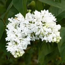 French Lilac Syringa Vulgaris ?Madame Lemoine' -Yougarden Shop 510908 2