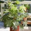 Caster Oil Plant Fatsia Japonica 'Spider's Web' 1 Caster Oil Plant Fatsia Japonica 'Spider's Web' -Yougarden Shop 510910