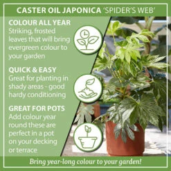 Caster Oil Plant Fatsia Japonica 'Spider's Web' -Yougarden Shop 510910 2