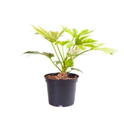 Caster Oil Plant Fatsia Japonica 'Spider's Web' -Yougarden Shop 510910 3