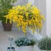 Broom Cytisus 'Golden Tears' Standard -Yougarden Shop 510938