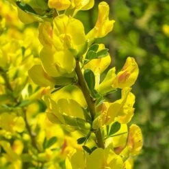 Broom Cytisus 'Golden Tears' Standard -Yougarden Shop 510938 2