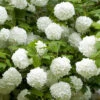 Viburnum 'Eskimo' Standard -Yougarden Shop 510944