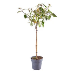 Viburnum 'Eskimo' Standard -Yougarden Shop 510944 2