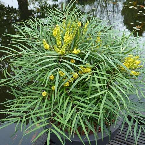 Mahonia Eurybracteata 'Soft Caress' 4 Mahonia Eurybracteata 'Soft Caress' - Image 2