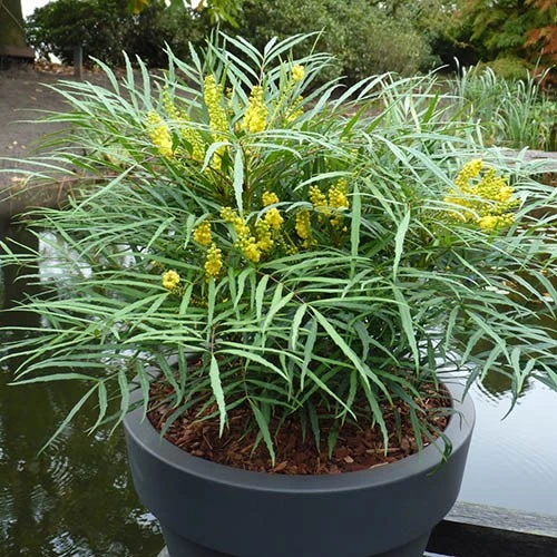 Mahonia Eurybracteata 'Soft Caress' 7 Mahonia Eurybracteata 'Soft Caress' - Image 5