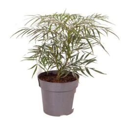 Mahonia Eurybracteata 'Soft Caress' 14 Mahonia Eurybracteata 'Soft Caress' -Yougarden Shop 510949 5