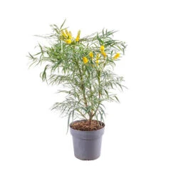 Mahonia Eurybracteata 'Soft Caress' 15 Mahonia Eurybracteata 'Soft Caress' -Yougarden Shop 510949 6