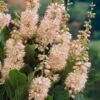 Summersweet Clethra Alnifolia 'Pink Spire' -Yougarden Shop 510958