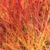 Cornus Sanguinea 'Anny's Winter Orange' -Yougarden Shop 510959