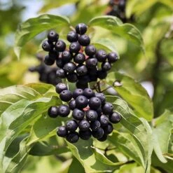 Cornus Sanguinea 'Anny's Winter Orange' -Yougarden Shop 510959 2