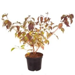 Cornus Sanguinea 'Anny's Winter Orange' -Yougarden Shop 510959 3