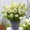 Hydrangea Paniculata 'Skyfall' 2 Hydrangea Paniculata 'Skyfall' -Yougarden Shop 510964