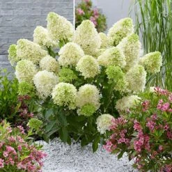 Hydrangea Paniculata 'Skyfall' -Yougarden Shop 510964 2