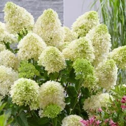 Hydrangea Paniculata 'Skyfall' -Yougarden Shop 510964 3