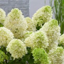 Hydrangea Paniculata 'Skyfall' -Yougarden Shop 510964 4