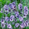 Tree Mallow Lavatera 'Blue Bird' -Yougarden Shop 510966