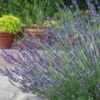 Lavender Lavandula Intermedia 'Phenomenal'