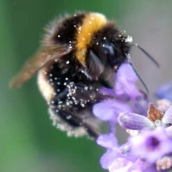 Lavender Lavandula Intermedia 'Phenomenal' -Yougarden Shop 510967 2