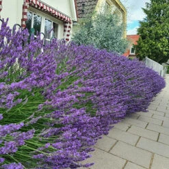 Lavender Lavandula Intermedia 'Phenomenal' -Yougarden Shop 510967 3
