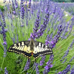 Lavender Lavandula Intermedia 'Phenomenal' -Yougarden Shop 510967 4