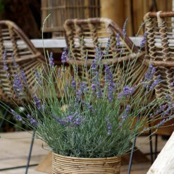 Lavender Lavandula Intermedia 'Phenomenal' -Yougarden Shop 510967 5