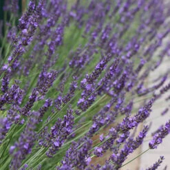 Lavender Lavandula Intermedia 'Phenomenal' -Yougarden Shop 510967 6